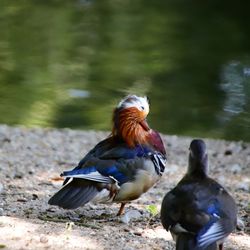 Two birds perching on the ground