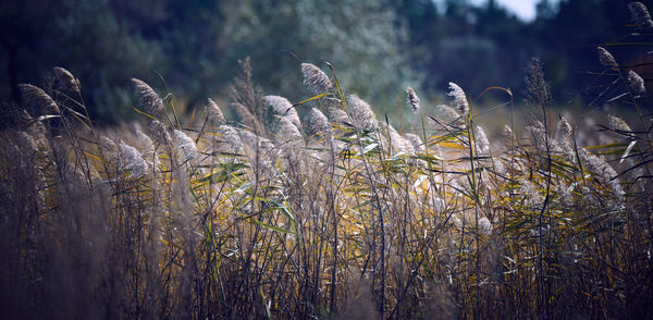 Dry stalks of reeds at the pond sway in the wind on an autumn day, ukraine