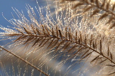 Close-up of plants