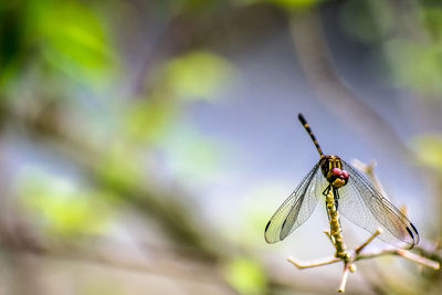 Close-up of dragonfly