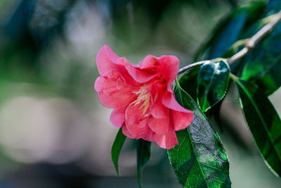 Close-up of pink rose flower