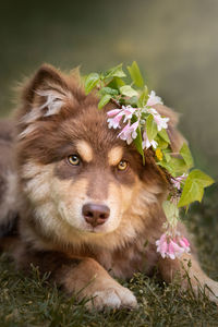 Portrait of a young finnish lapphund dog and puppy wearing a flower wreath 