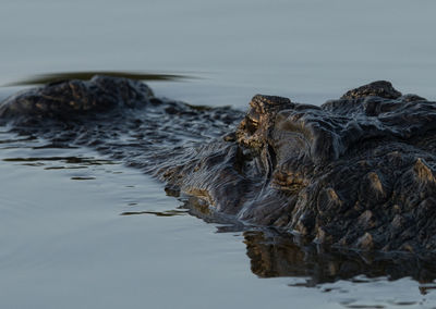 Close-up of crocodile in the lake