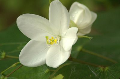Close-up of flower blooming outdoors