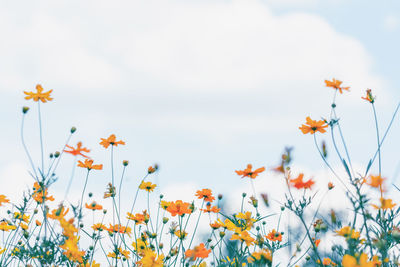 Low angle view of flowering plants on field against sky