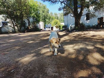 View of a dog on road