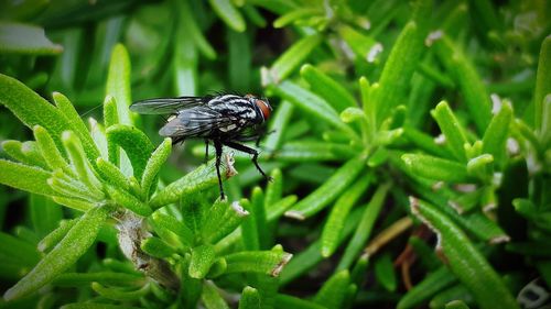 Close-up of insect on plant