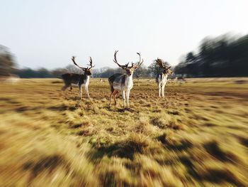 Horses in a field