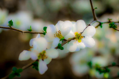 Close-up of blooming tree