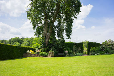 Trees on field against sky
