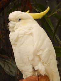 Close-up of parrot perching outdoors