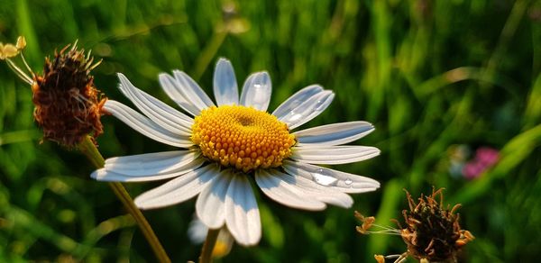 Close-up of honey bee on white flowering plant