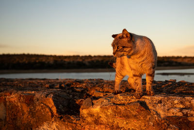 Cat standing on rock against sky during sunset