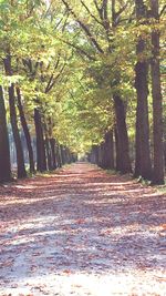 Dirt road amidst trees