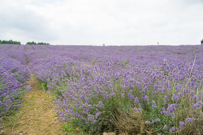 Purple flowering plants on field against sky