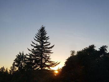 Low angle view of pine tree against sky during sunset