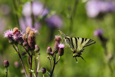 Close-up of butterfly pollinating on purple flower