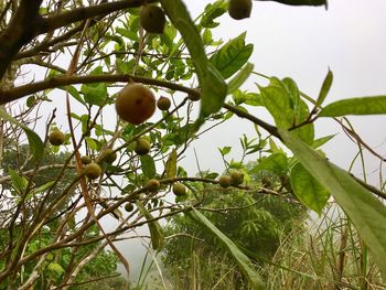 Low angle view of fruits on tree