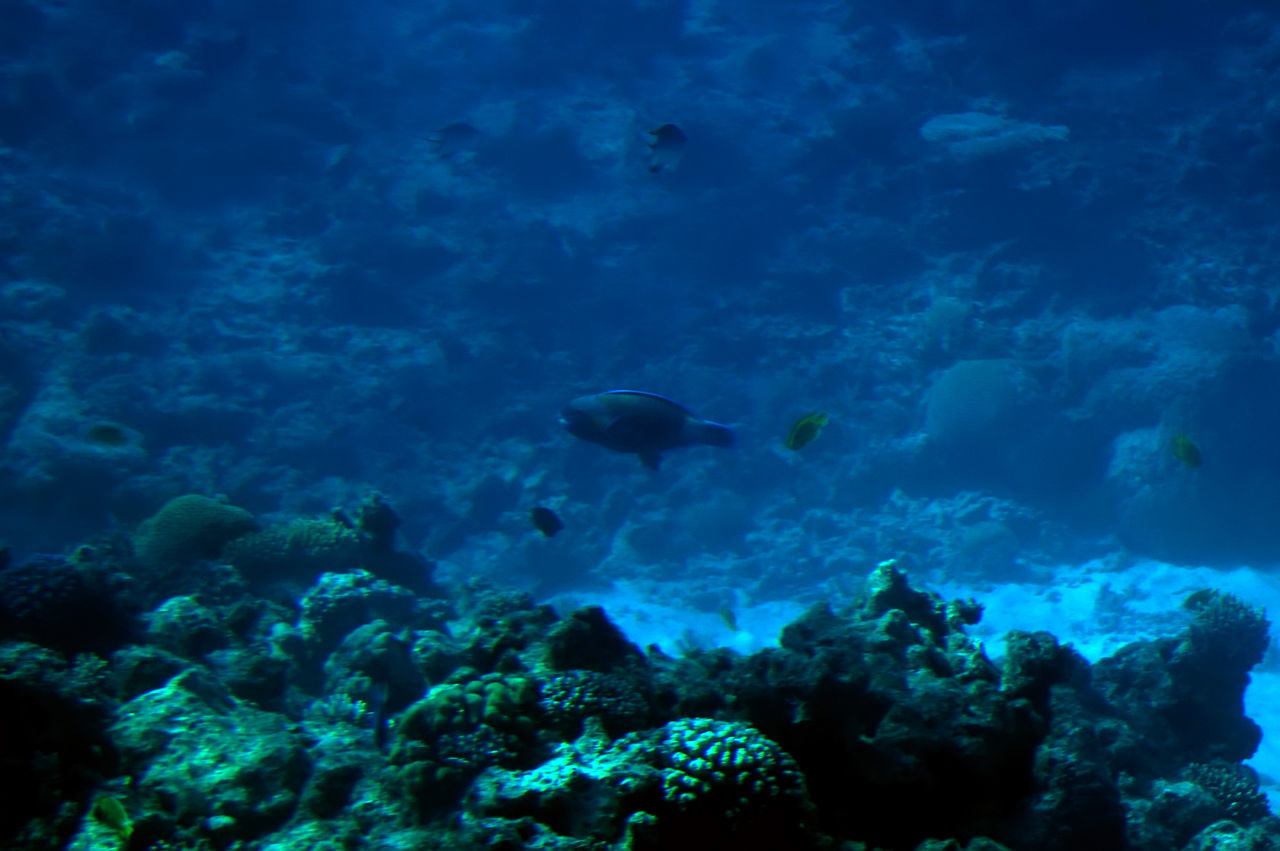 VIEW OF FISH SWIMMING IN SEA