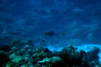 View of fish underwater