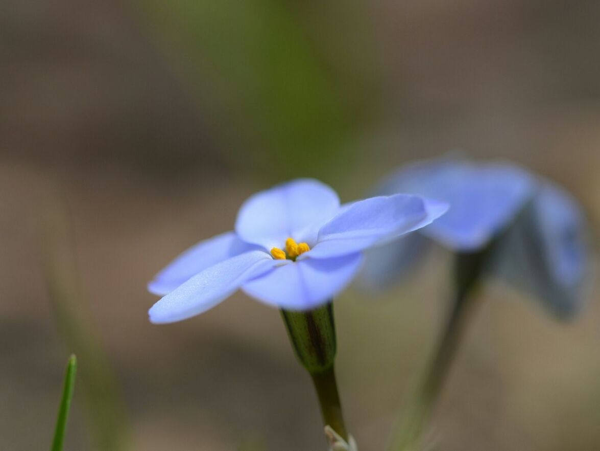 flower, freshness, petal, fragility, growth, flower head, focus on foreground, beauty in nature, close-up, blooming, nature, purple, plant, selective focus, pollen, in bloom, single flower, stem, blossom, stamen