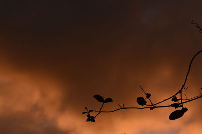 Low angle view of twigs against sky