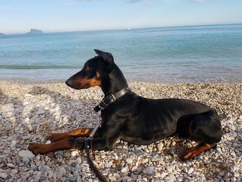 Dog at beach against sky