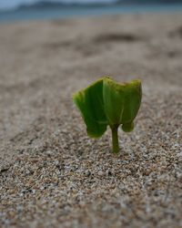 Close-up of plant growing on beach