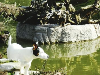 Side view of a bird drinking water