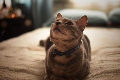 Close-up of a cat looking up