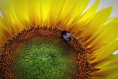 Close-up of insect on sunflower