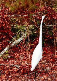 Close-up of bird