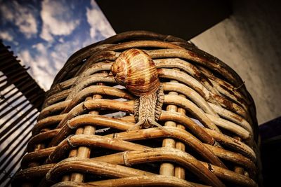 Close-up of shells in basket