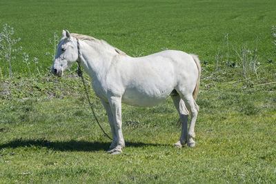 Horse grazing on field