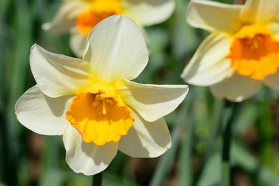 Close-up of yellow flower