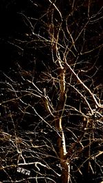 Low angle view of bare tree at night