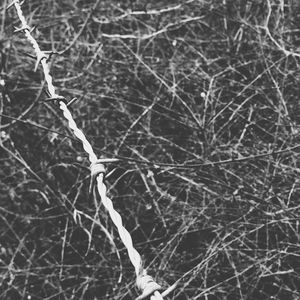 Close-up of bare tree