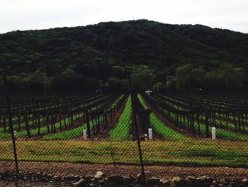 Scenic view of rural landscape