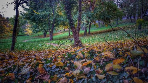 Trees and plants in autumn
