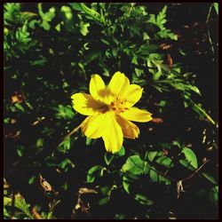 Close-up of yellow flower