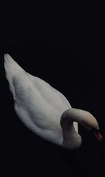 Close-up of swan on black background