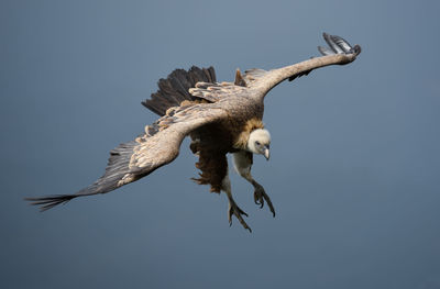 Low angle view of eagle flying in sky