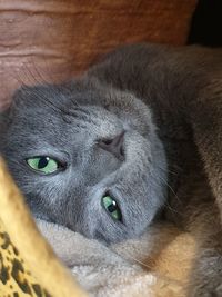 Close-up portrait of a cat