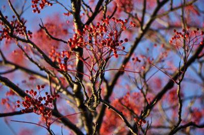 Low angle view of cherry blossoms in spring