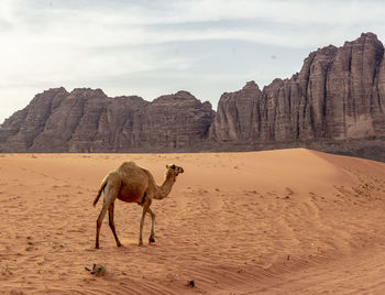 View of a horse on sand