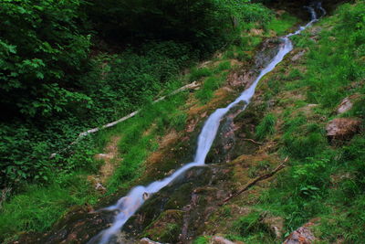 Scenic view of waterfall in forest