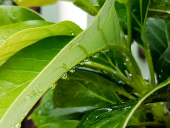 Close-up of raindrops on leaves