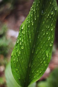 Close-up of wet plant