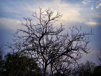 Low angle view of silhouette bare tree against sky