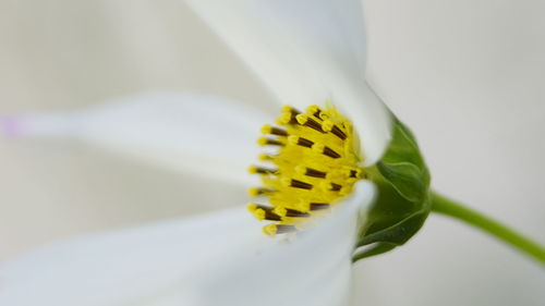 Close-up of yellow flower